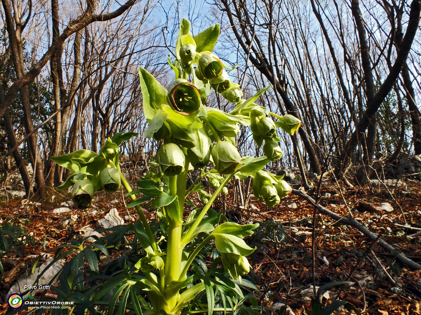 08 Bel fiore invernale.JPG